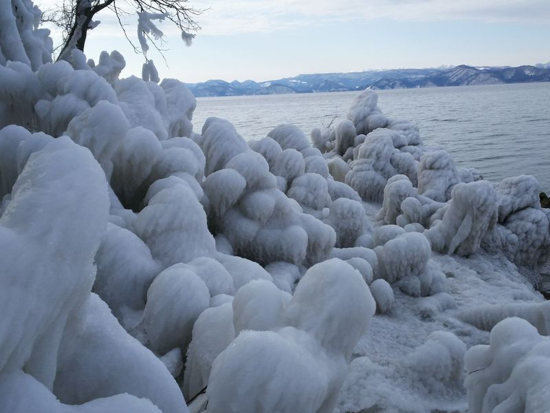 猪苗代湖の冬の風物詩！渡り鳥「白鳥」と氷の芸術「しぶき氷」