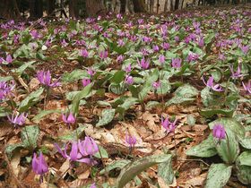 �J�^�N��������܂���I��ʂɍ炭�J�^�N���͉���Â̏t�̑����̋L���T���l�C��