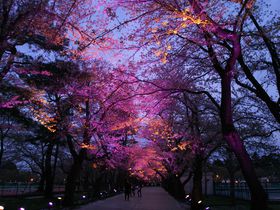 “日本三大夜桜”高田城百万人観桜会(新潟)で桜ライトアップを楽しもう！