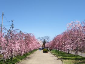 喜多方市「日中線記念自転車歩行者道」しだれ桜並木と酒蔵イベント