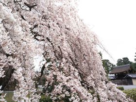 t̋ső炫̍TԂŰLTlC