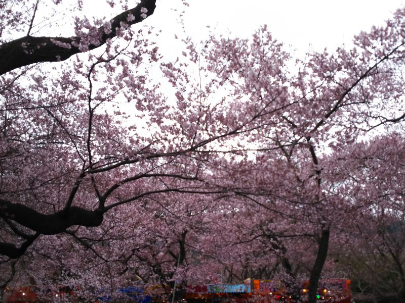 圧巻の桜を長野・高遠城址公園で！名物は辛味大根の汁でいただく高遠そば