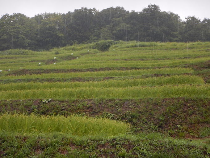 ЖKꂽAE_ƈYEĂǂ덲ńuIcv