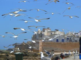 ������̐��̉ʂ� �����b�R�u�G�b�T�E�B���v�`�J�������������锒�Ɛ̏�ԓs�s�̋L���T���l�C��