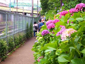 東京のあじさい名所「飛鳥の小径」は飛鳥山公園＆王子駅から1分
