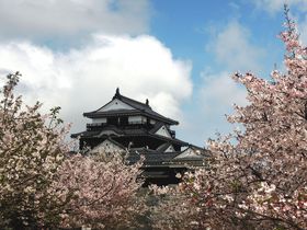 これぞ日本の絶景！桜シーズンの「松山城」から目が離せない