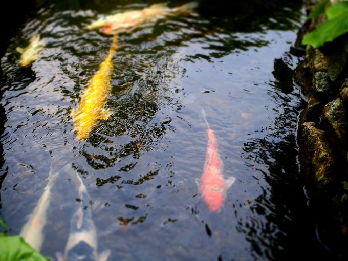 16時頃〜：町の中を鯉が泳ぐ藍場川と「旧湯川家屋敷」へ