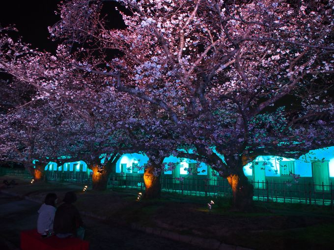 桜と白壁が光に包まれる！福岡城 多聞櫓のライトアップ