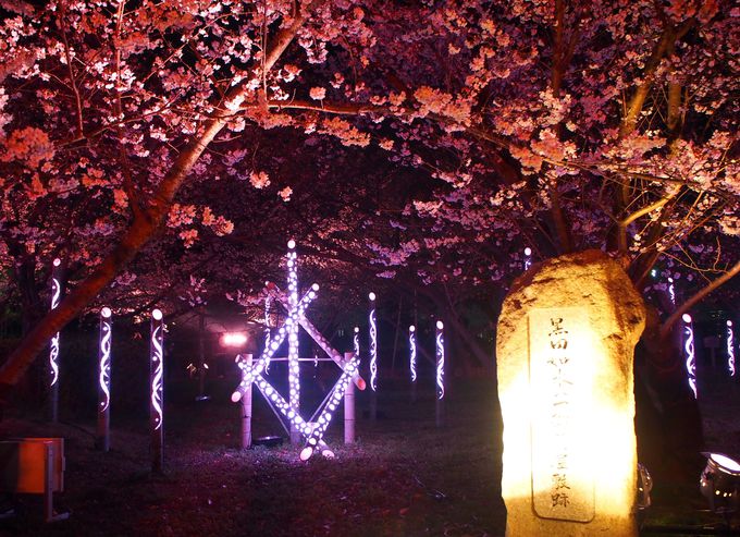 御鷹屋敷跡では光と音楽のコラボが桜を魅せる！