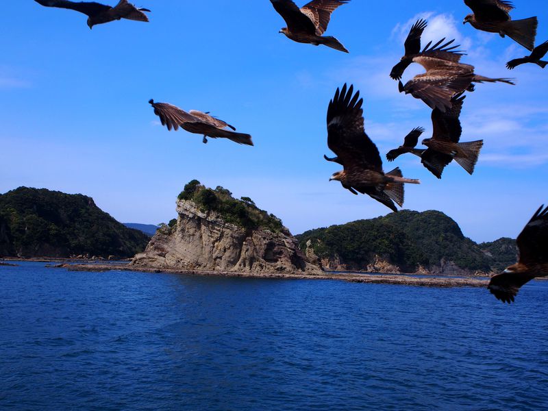 宮崎「マリンビューワーなんごう」で日南海中公園へ！スリルと絶景の45