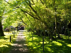 �{��u�K��鉺���v�̂������ߊό����[�g�I�����ȃ}�b�v���O���������̋L���T���l�C��