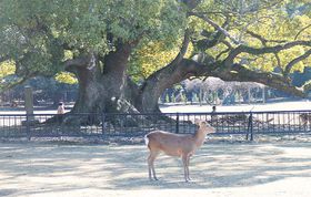 Xg[[ŏޗǓ`E`̎4I̋LTlC