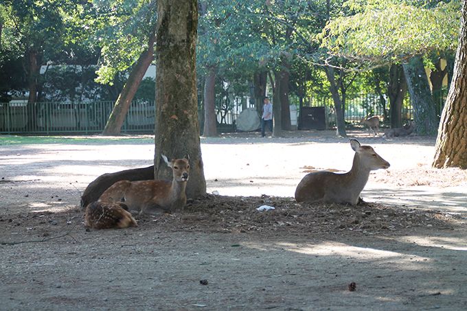 1,200�N�ȏ�A�쐶�̎��Ɛl����������s�s�A�ޗ�