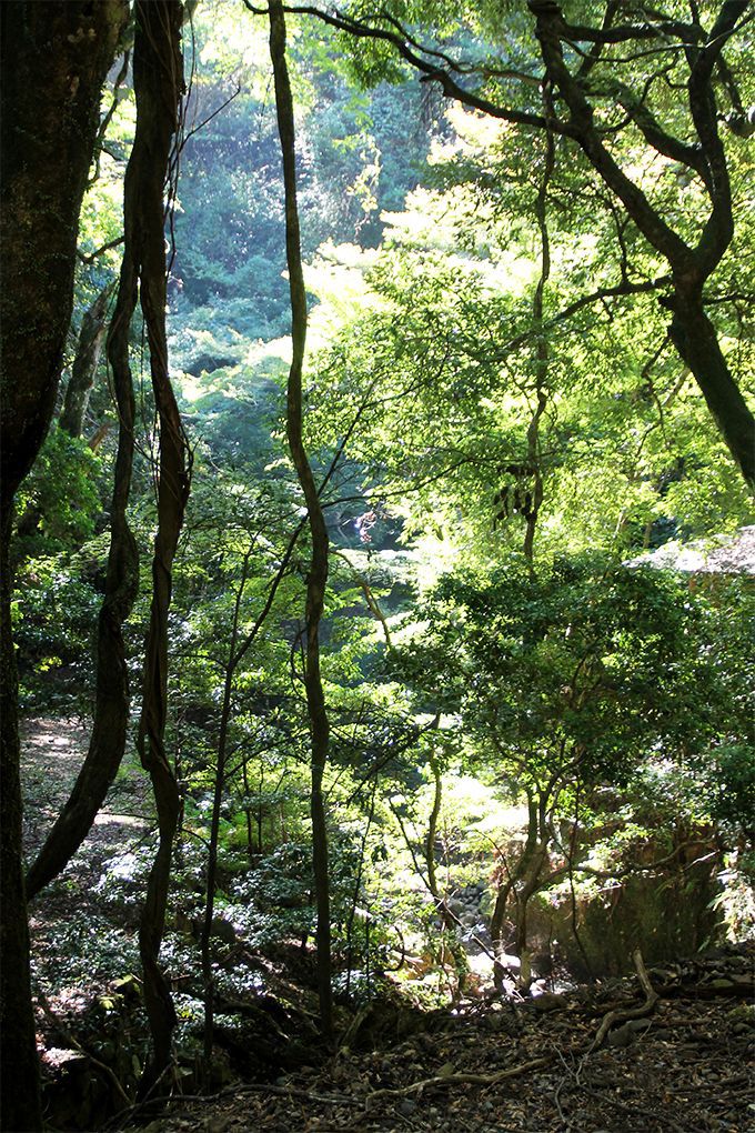 �ޗǂ̎��R�A���̎��R�Ƃ͂ǂ��Ⴄ�́H