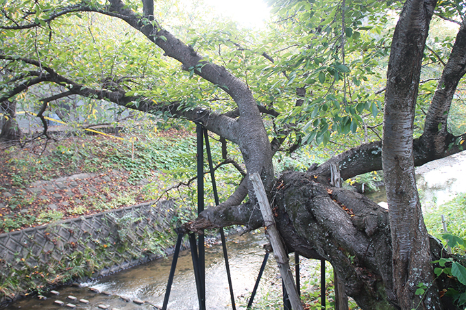 樹齢約170年！川路桜
