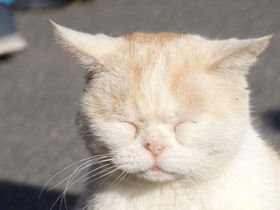 数十匹の猫が暮らす寺。福井県・越前市「御誕生寺」