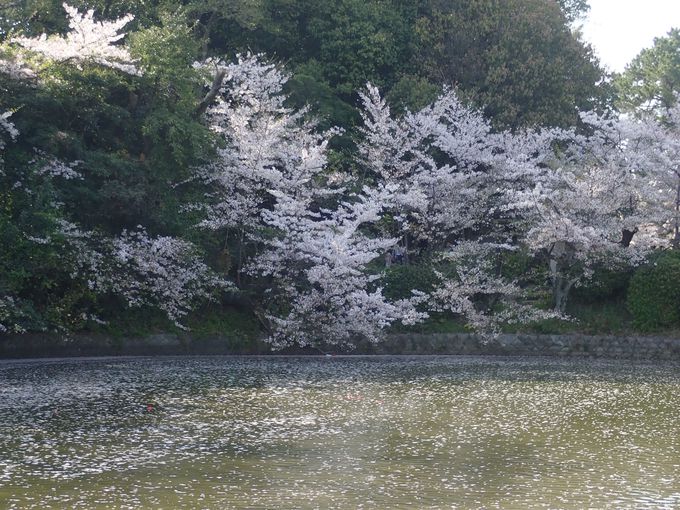 城跡に桜400本！知る人ぞ知る愛知県・刈谷の亀城公園でお花見