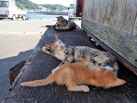 猫と古墳と朝鮮通信使の島。福岡県「相島」をめぐる