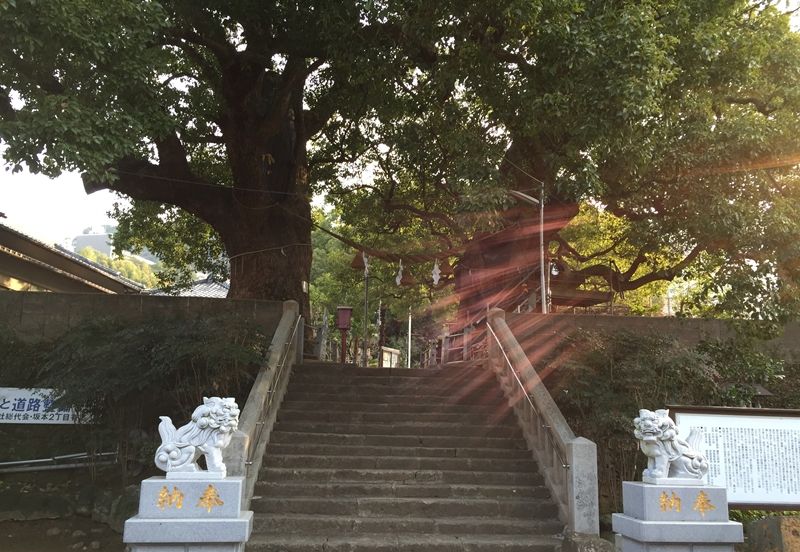 福山雅治が歌った「クスノキ」長崎山王神社・大楠の癒しパワーをいただこう
