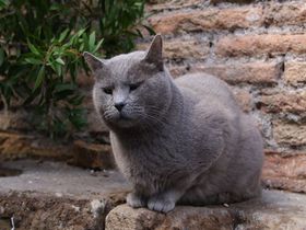 愛され猫がいっぱいの古代ローマ遺跡！イタリア「アルジェンティーナ神殿跡」