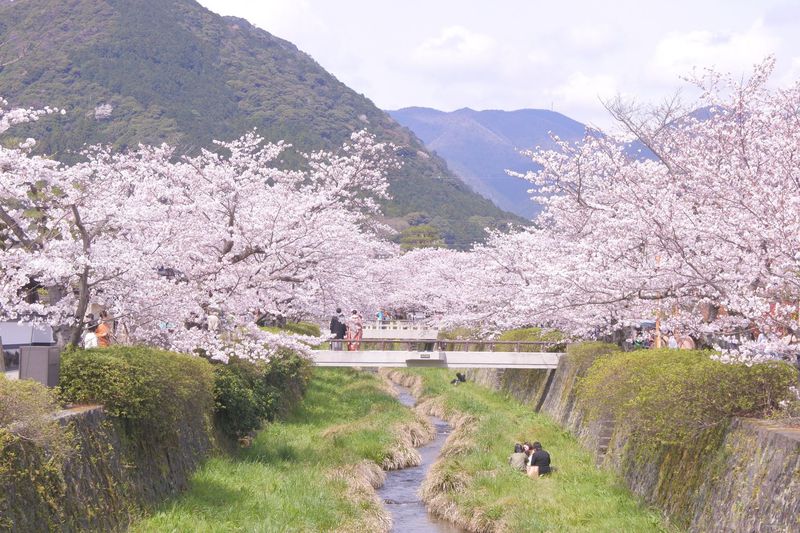 絶景春写真の名所！桜並木が超キレイ！山口市「一の坂川」