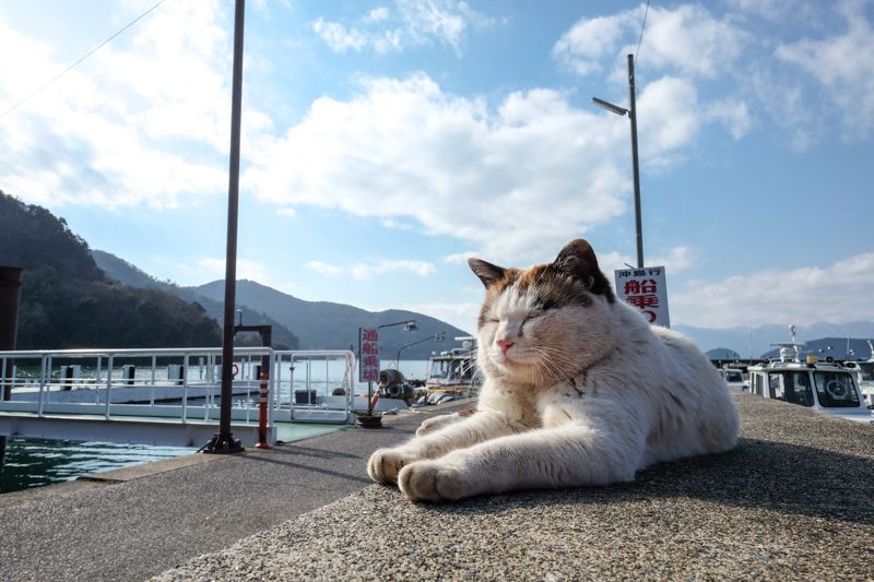 港で出迎えてくれる名物猫