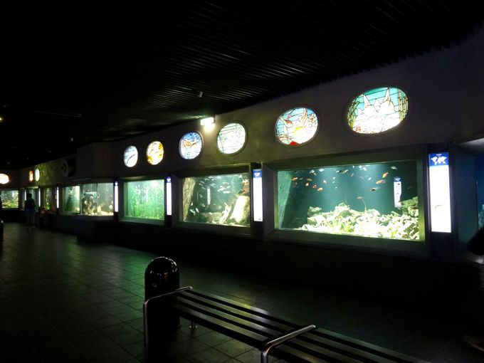 動物好きなら ベルリンの動物園と水族館に行こう ドイツ Lineトラベルjp 旅行ガイド