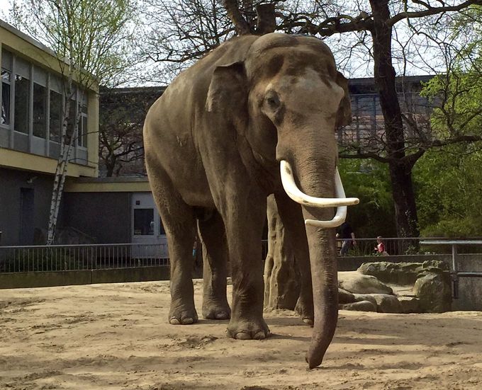 動物好きなら ベルリンの動物園と水族館に行こう ドイツ トラベルjp 旅行ガイド