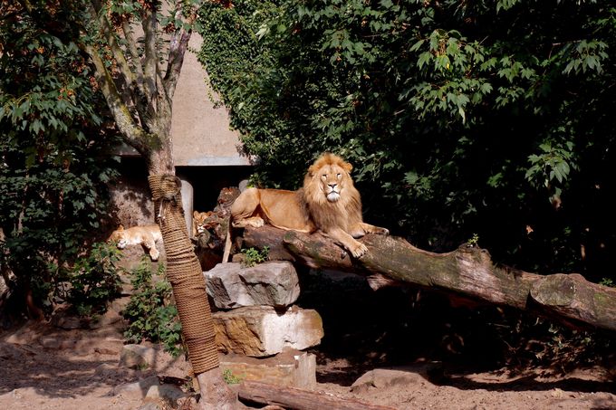 可愛いが満載 アムステルダムの歴史ある アルティス動物園 オランダ トラベルjp 旅行ガイド