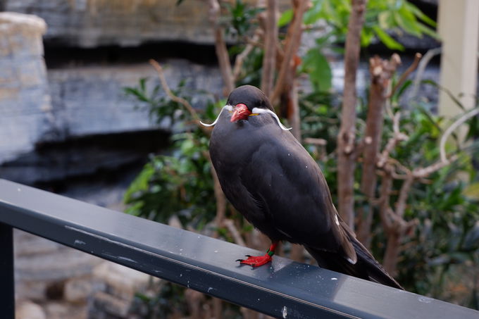 可愛いが満載 アムステルダムの歴史ある アルティス動物園 オランダ Lineトラベルjp 旅行ガイド