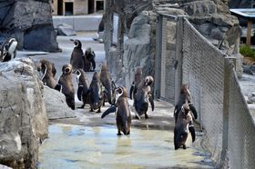 wȉIsuՊCv̓yMVłI̋LTlC