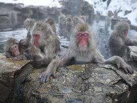 猿が入る温泉にはヒト専用のもあった！長野・地獄谷温泉「後楽館」