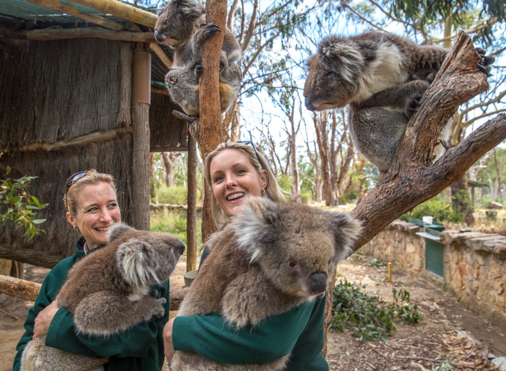 オーストラリアの動物と触れ合える！クリーランドワイルドライフパーク | オーストラリア | トラベルjp 旅行ガイド