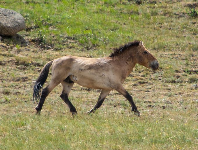 野生馬 タヒ に会いに行こう モンゴル ホスタイ国立公園 モンゴル トラベルjp 旅行ガイド