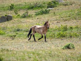 野生馬「タヒ」に会いに行こう！モンゴル・ホスタイ国立公園