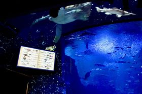 �_��I�Ȗ�̊C���L����I�V�]�m�������فu�i�C�g�����_�[�A�N�A���E��2017�v�̋L���T���l�C��