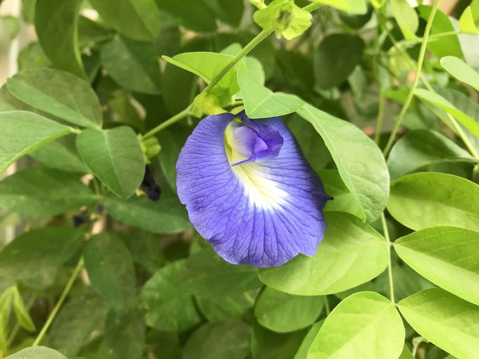 タイの青い花バタフライピーとは？