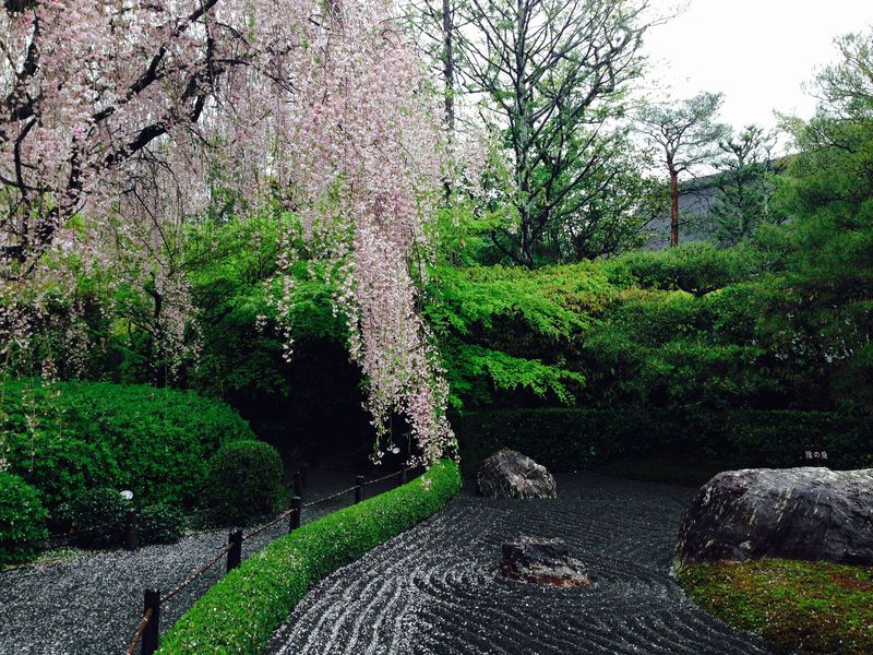 京都で紅しだれ桜を愛でる！室町時代の禅寺、妙心寺退蔵院