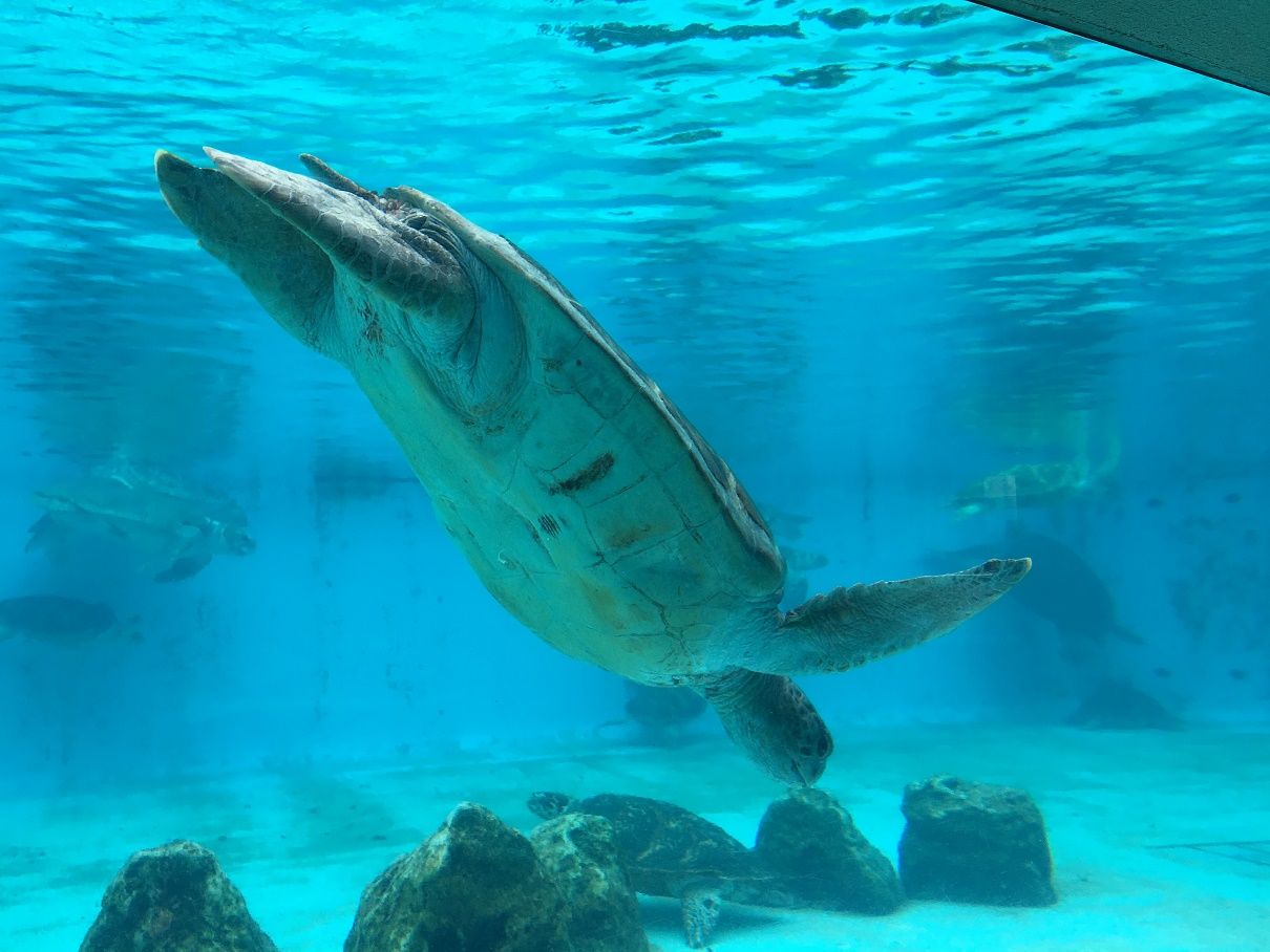 無料エリアが充実！沖縄「美ら海水族館」をもっと満喫しちゃおう