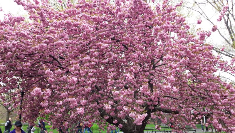 ゴールデンウィークが桜の見ごろ！ニューヨークでお花見をしよう