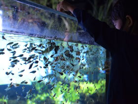 「カワスイ 川崎水族館」はギョギョっと最先端な駅前都市型水族館