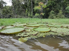 �A�}�]���̑厩�R���ڂ̑O�ɁI�g�A�}�]���ό��̋��_�h�u���W���E�}�i�E�X�ŃW�����O���̌��𖞋i�I�̋L���T���l�C��