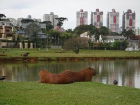 野生のカピバラもびっくり！？「ブラジル一住みやすい街」クリチーバの魅力！