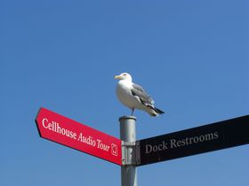 �A�����J �T���t�����V�X�R�I�A���J�g���Y���㗤�c�A�[�I�̋L���T���l�C��