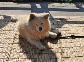 CJƂœƃAChIXE˃򒬂͊yݖڂ̋LTlC