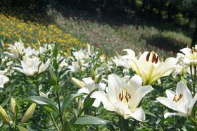 wk3IʁuƂ내̂艀vŐS؂₮ЂƂƂ̋LTlC