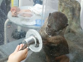 CJƒǂȂ낤IlEiV[p_CXuӂꂠO[v̋LTlC