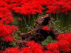 ڂƐS𖣗500{̙֎썹؁IʁuВcv̋LTlC