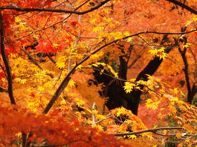 埼玉の紅葉名所「平林寺」は、心癒される自然と歴史の散歩道