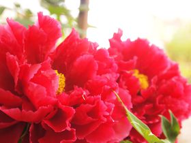 ̎̓RRI쓌Ƌ{ڂ񉑁ut̂ڂՁv͋ɏ̉₩̋LTlC